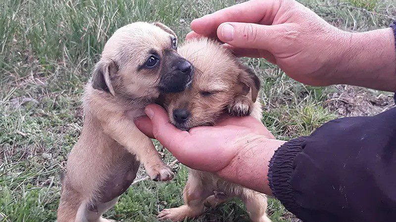 ROLDA lutte contre l'abandon des animaux