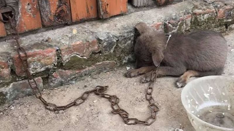 ROLDA lutte contre la cruauté envers les animaux