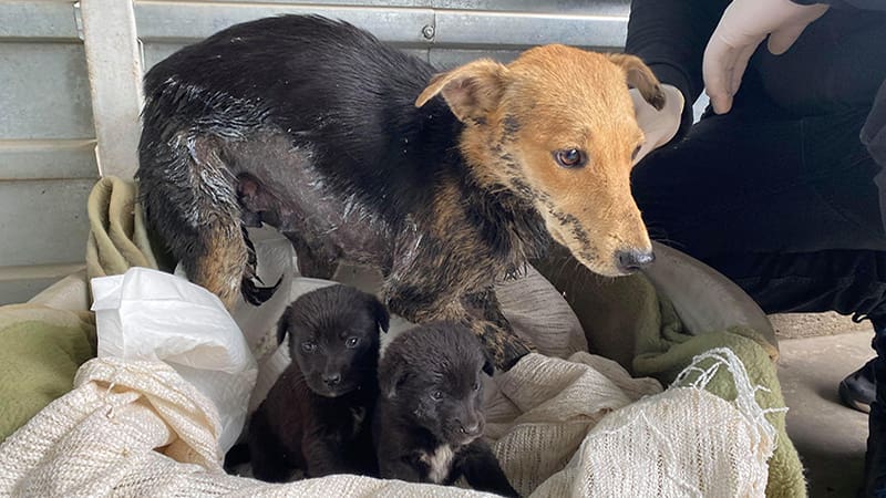 ROLDA pour arrêter la reproduction animale incontrôlée