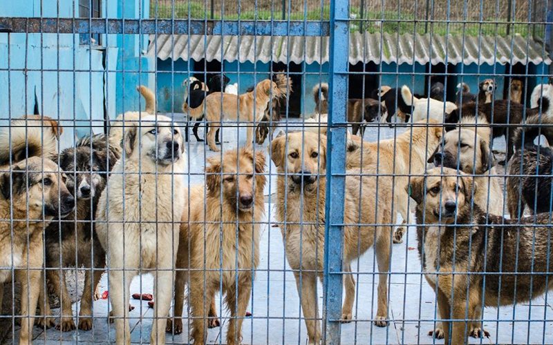 ROLDA lutte contre le transport illégal d'animaux vivants