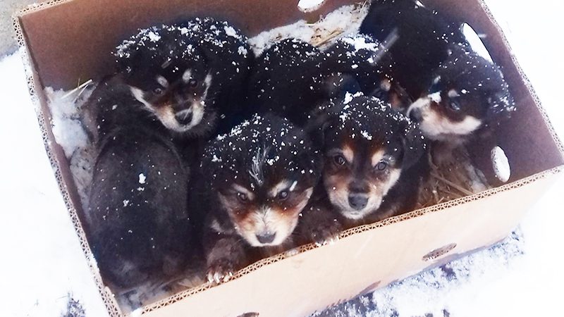 6 chiots abandonnés dans le froid