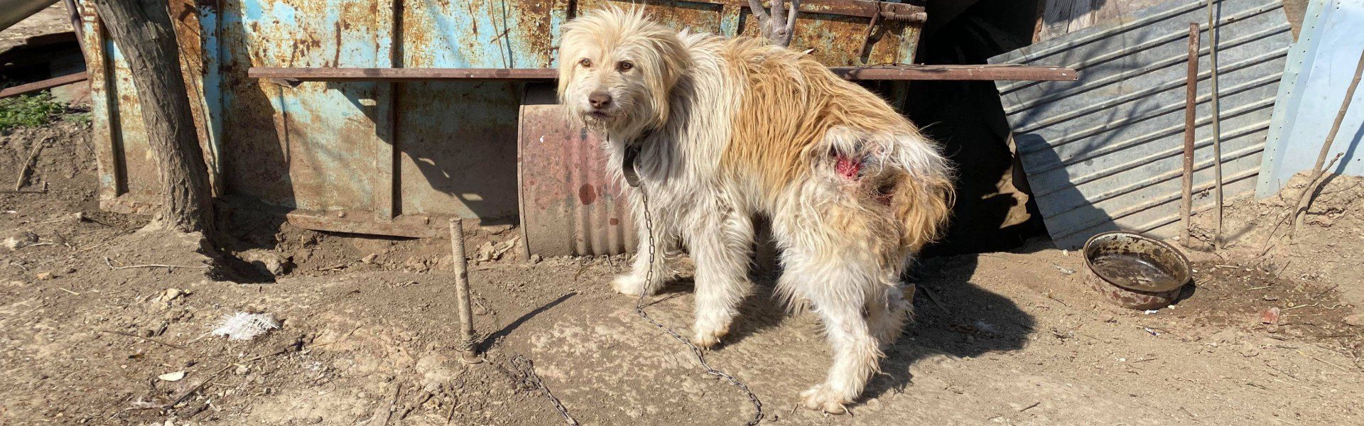 Aidez ROLDA à briser les chaînes des chiens