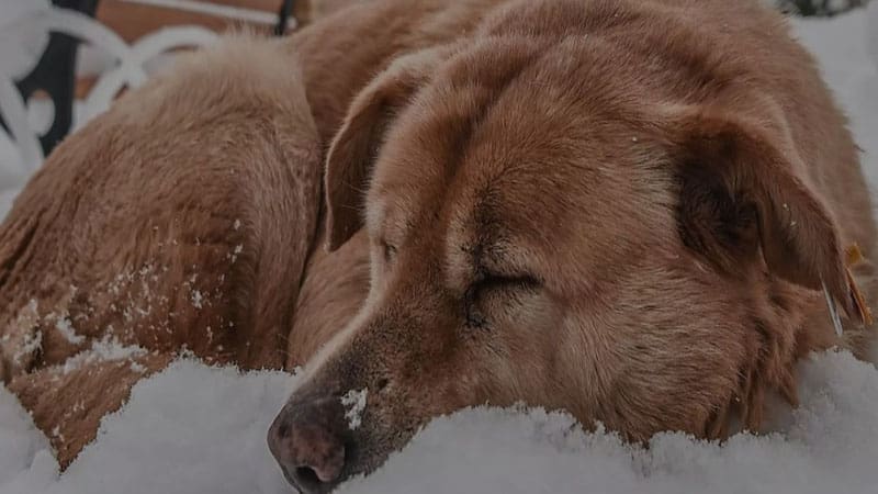 Lettre d’un chien errant