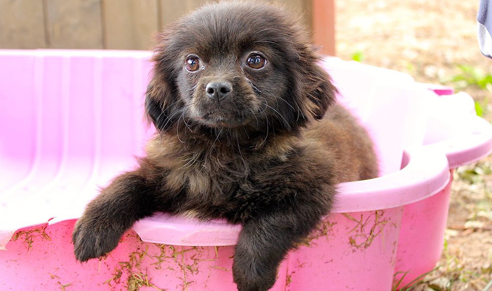 Chiens adoptés et heureux