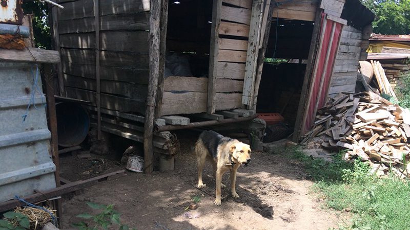 Chiens enchaîné de Roumanie