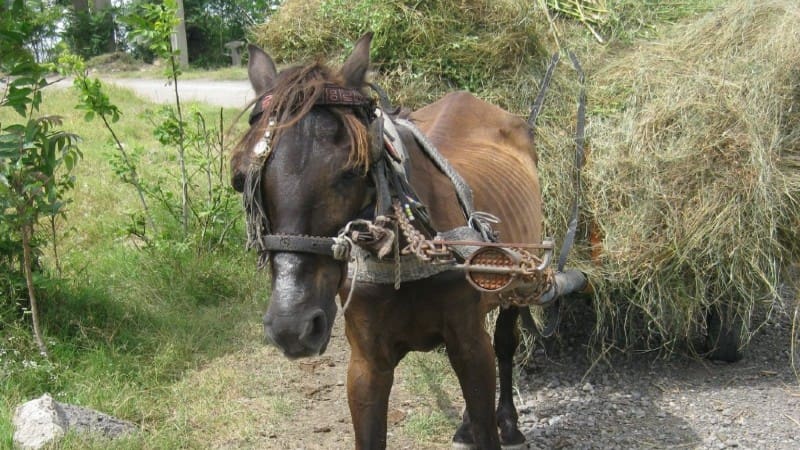 Sauvez chevaux roumains