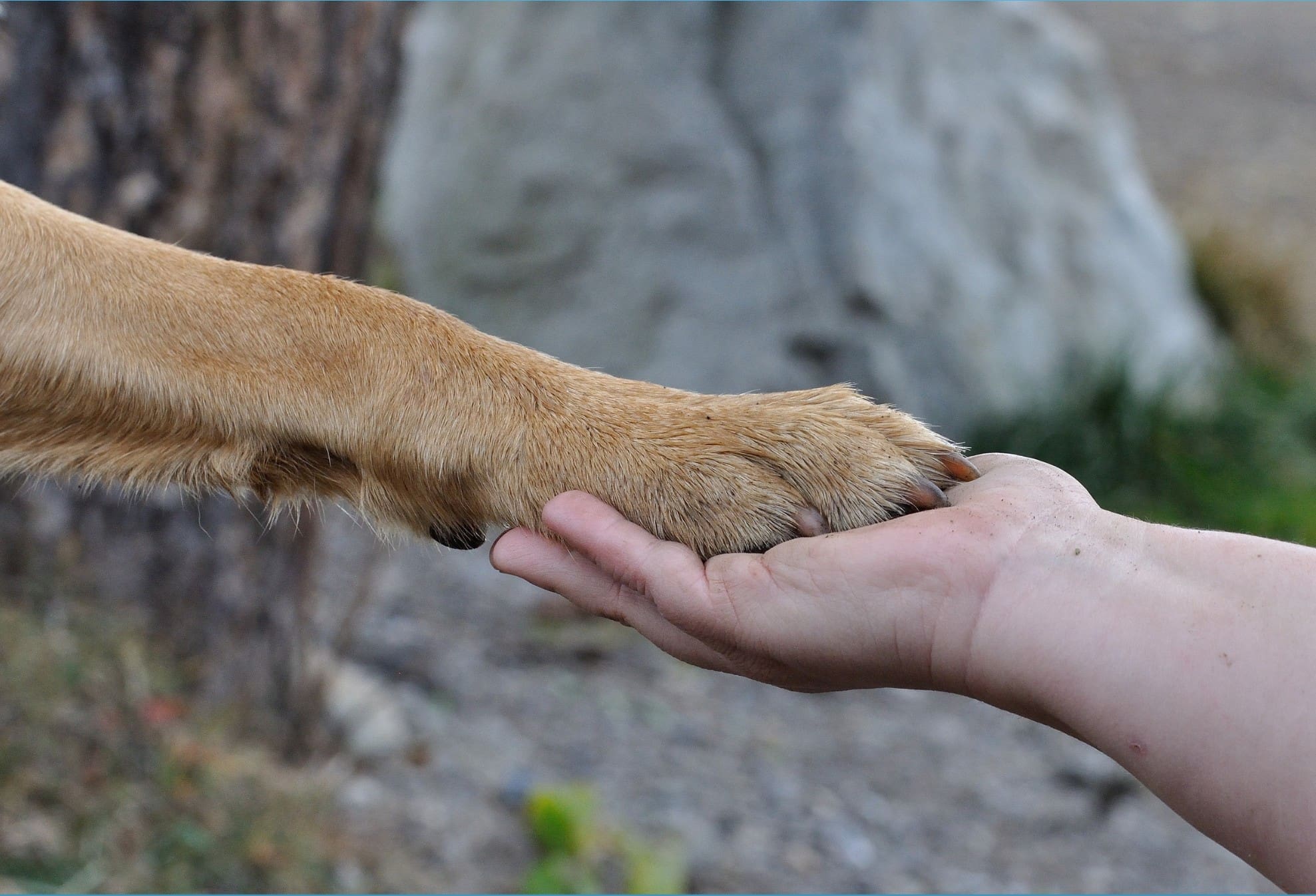 Notre rôle: apprendre aux gens à respecter les animaux