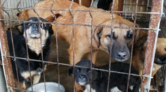 Mettre fin à la maltraitance des animaux dans les refuges