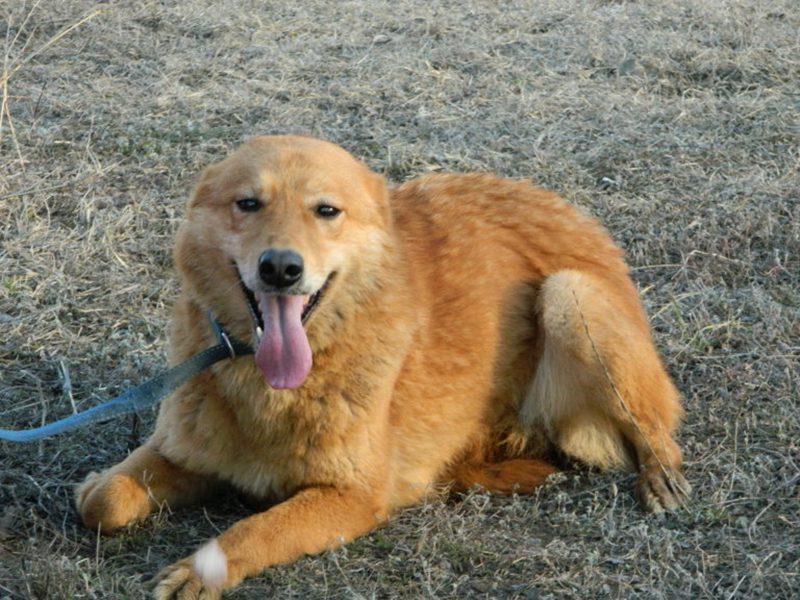 Aidez un chien âgé et sans abri qui n'a nulle part où aller.