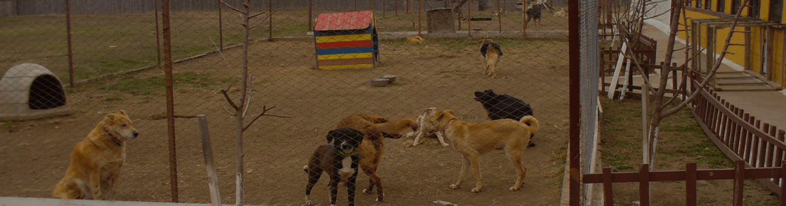 Rolda Roumanie bien être des animaux