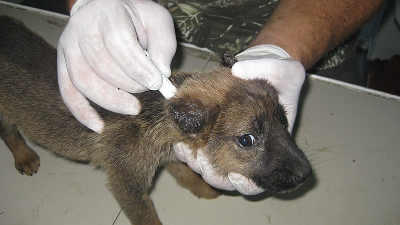 Des chiots paralysés par les tiques